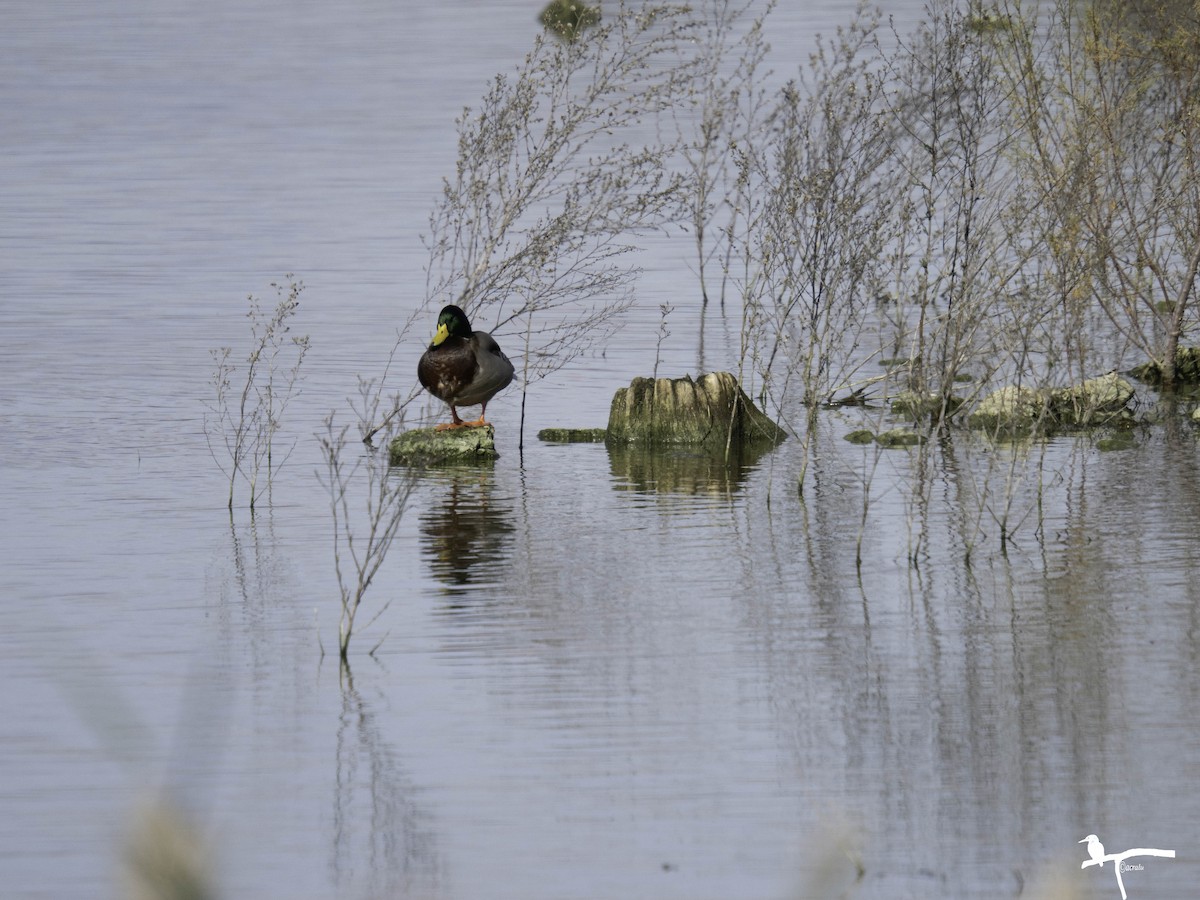 Mallard - ML646681440