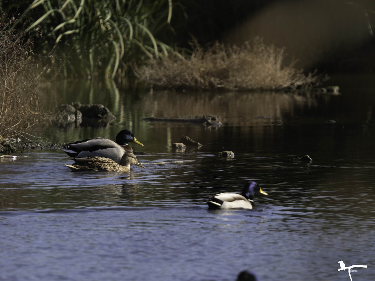 Mallard - ML646681441