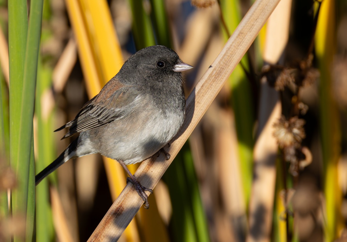 יונקו כהה-עין - ML646681442