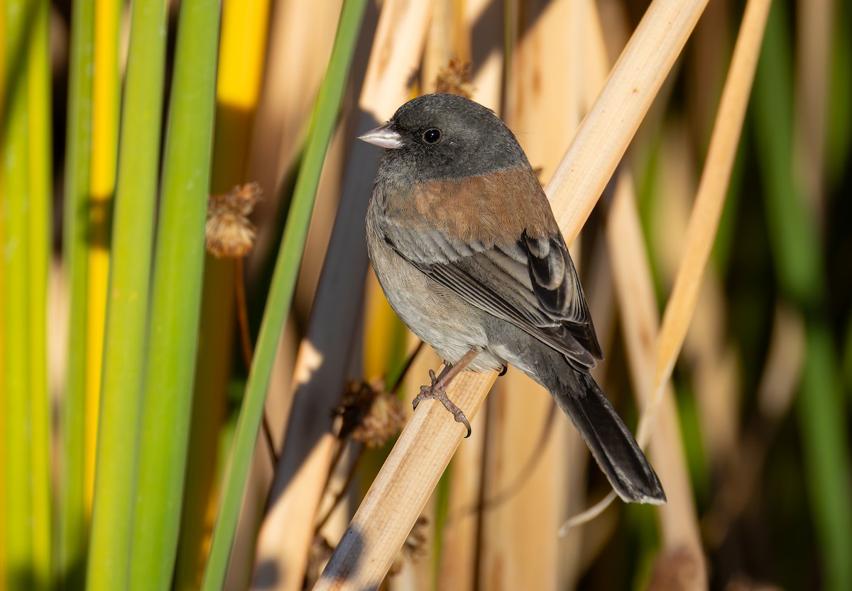 יונקו כהה-עין - ML646681443