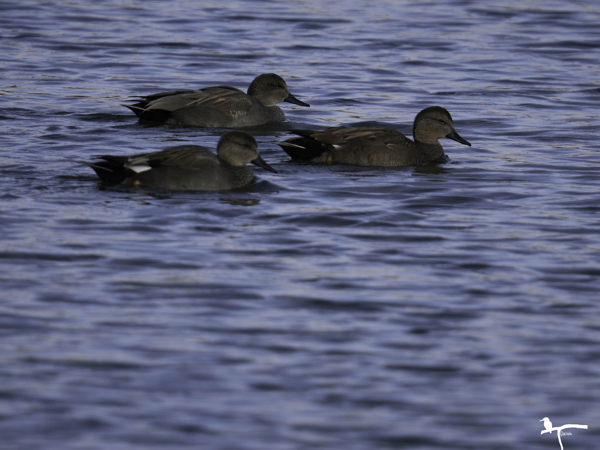 Gadwall - ML646681447