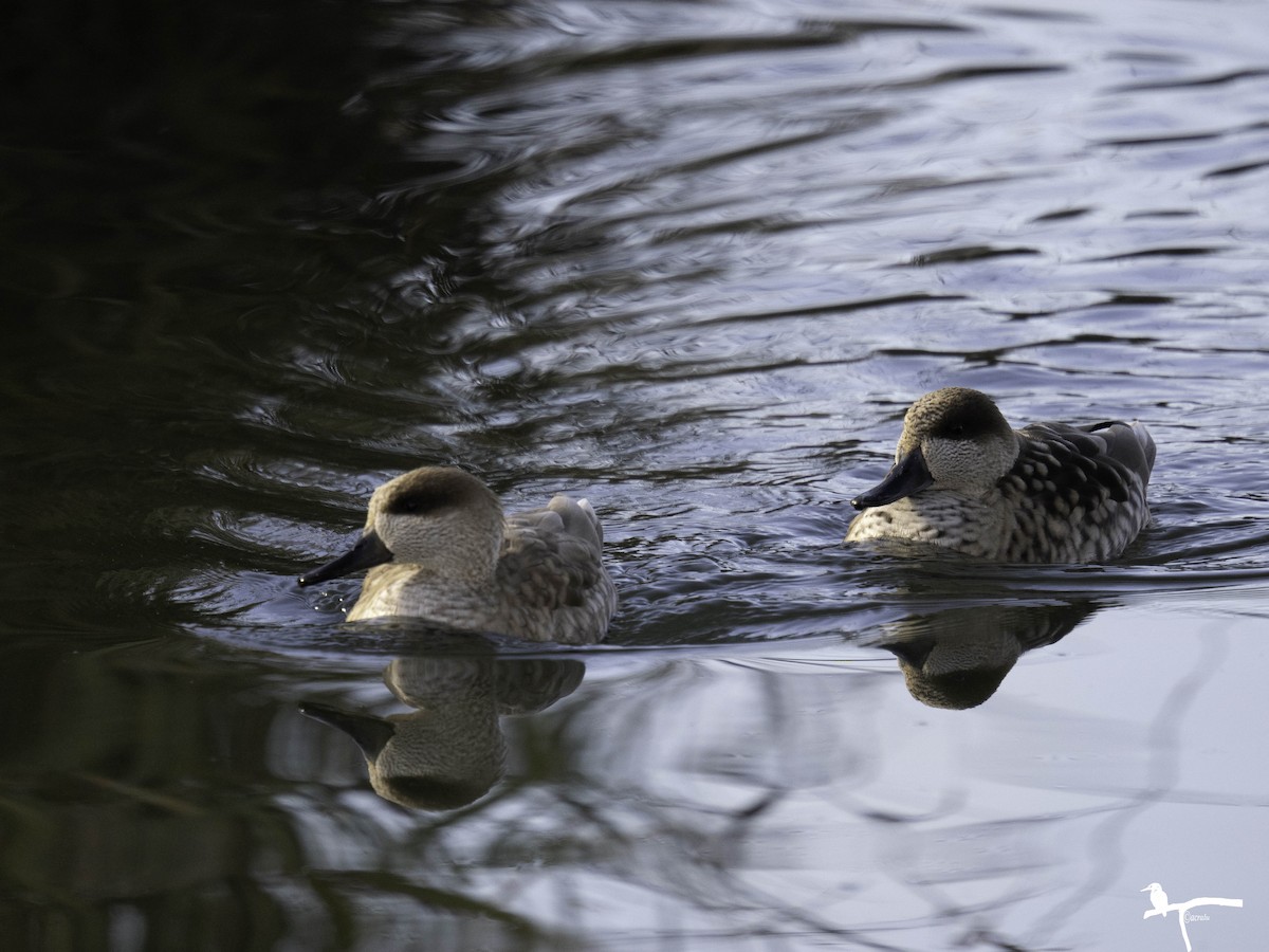 Marbled Duck - ML646681448