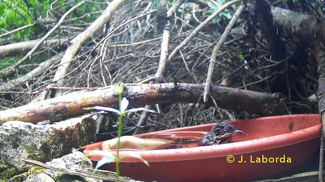 Western Orphean Warbler - ML646681449