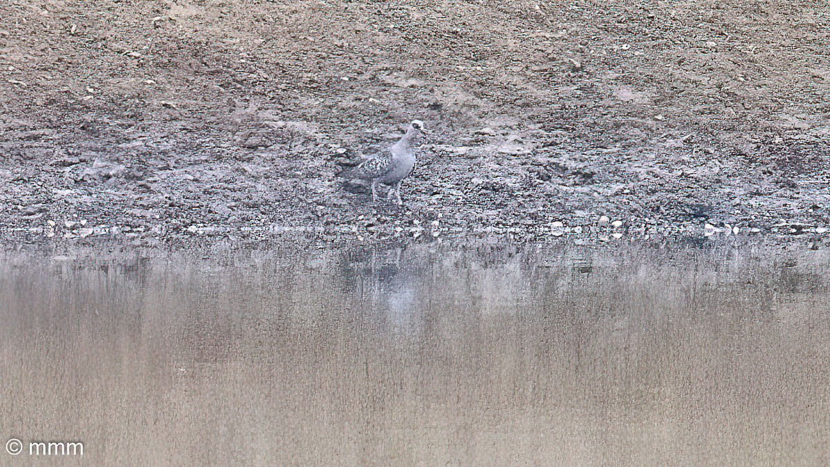 Uso ginearra - ML646681450