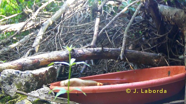 Western Orphean Warbler - ML646681451