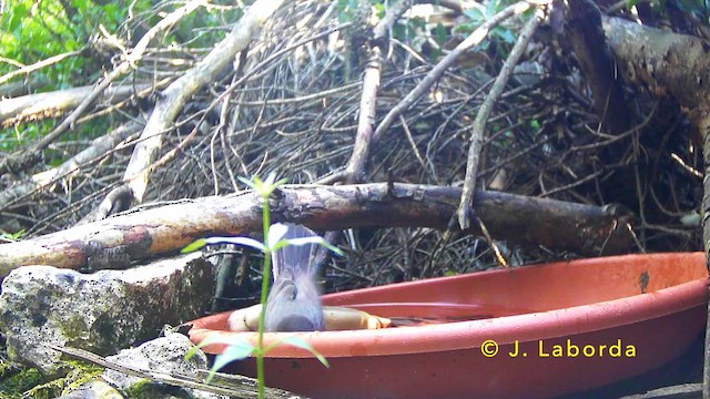 Western Orphean Warbler - ML646681454