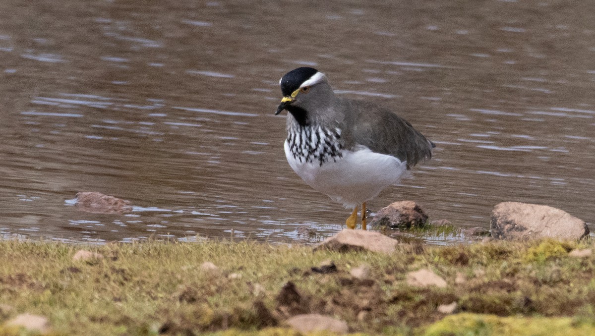 Spot-breasted Lapwing - ML646681456