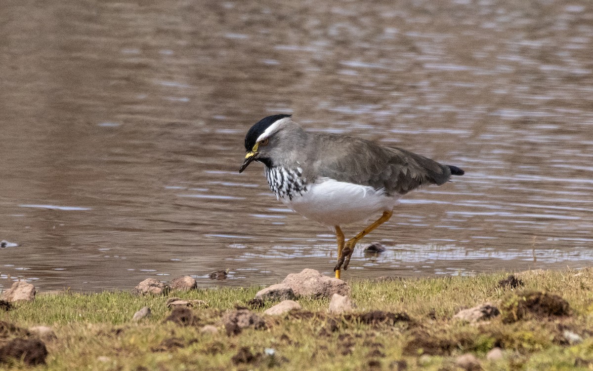 Spot-breasted Lapwing - ML646681457