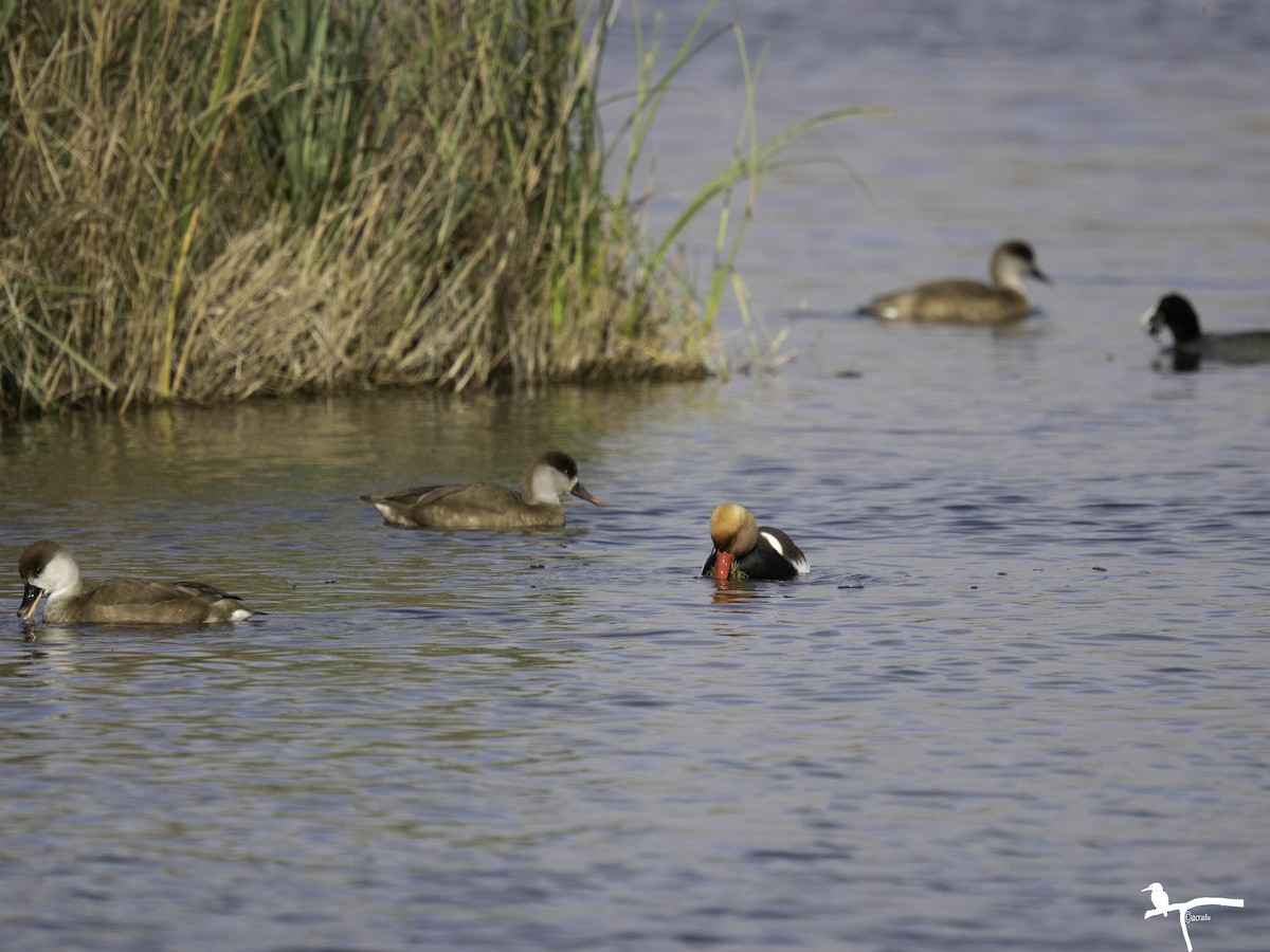 Red-crested Pochard - ML646681458