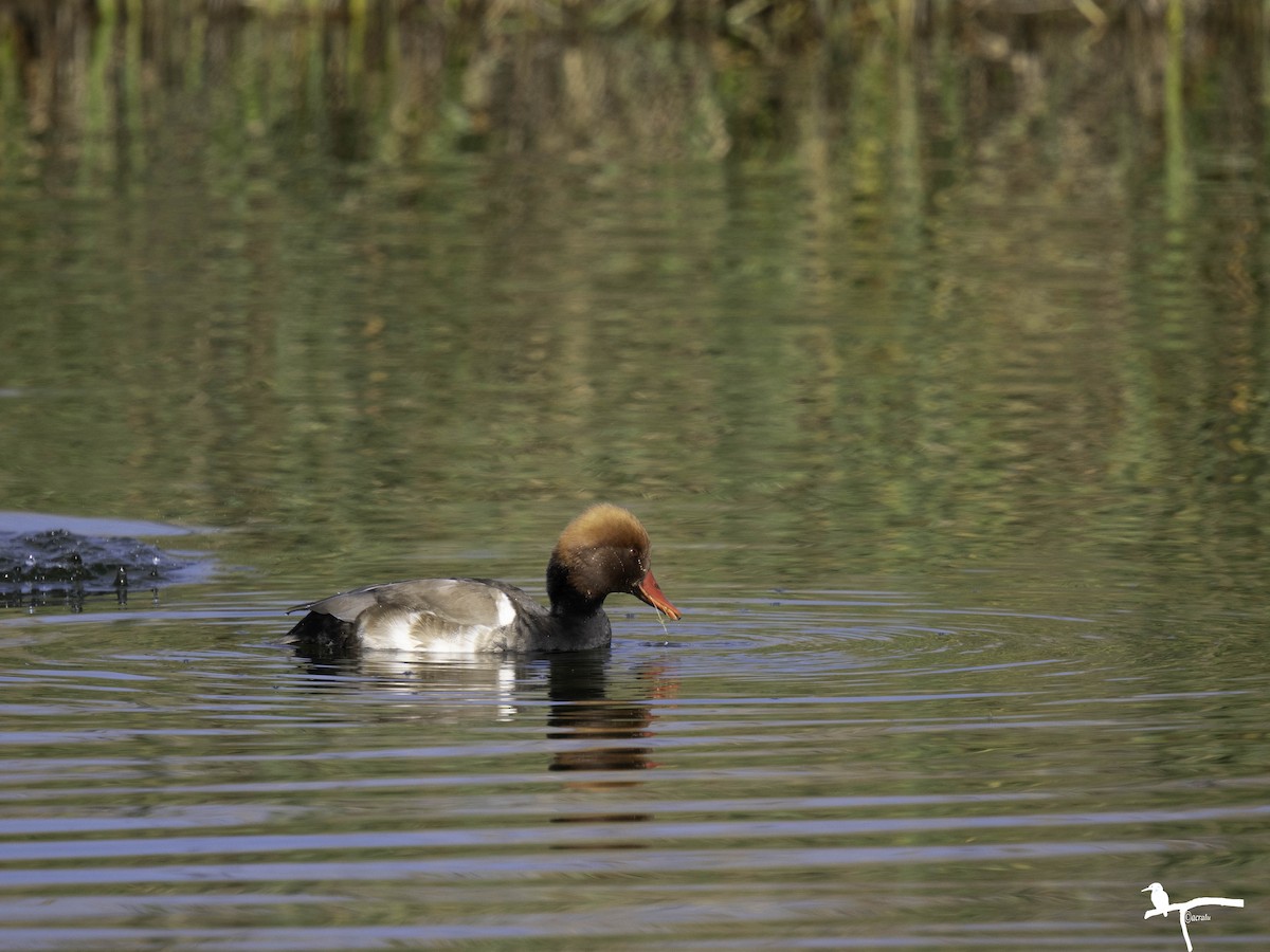 Red-crested Pochard - ML646681459
