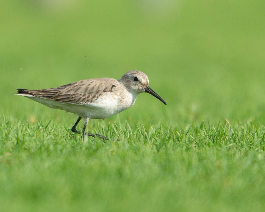 黑腹濱鷸 - ML646681460