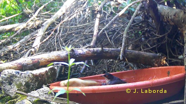 Sardinian Warbler - ML646681461