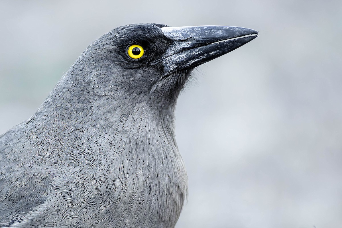 Gray Currawong (Gray) - ML646681462