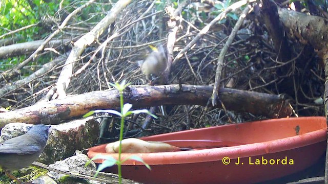 Sardinian Warbler - ML646681463