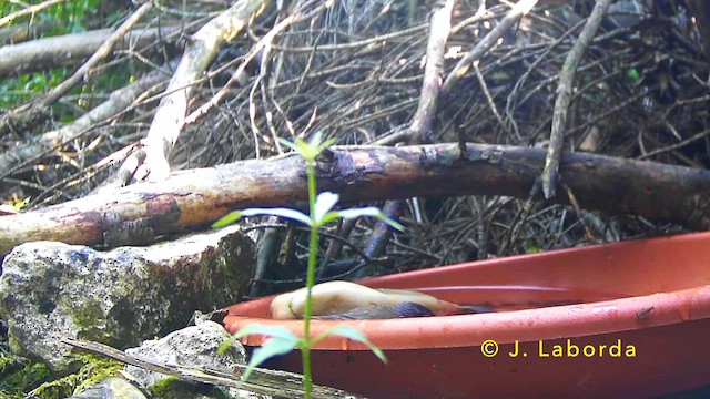 Sardinian Warbler - ML646681464