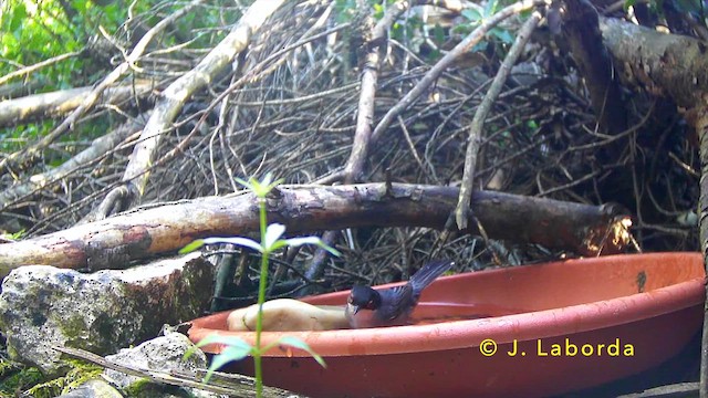 Sardinian Warbler - ML646681470