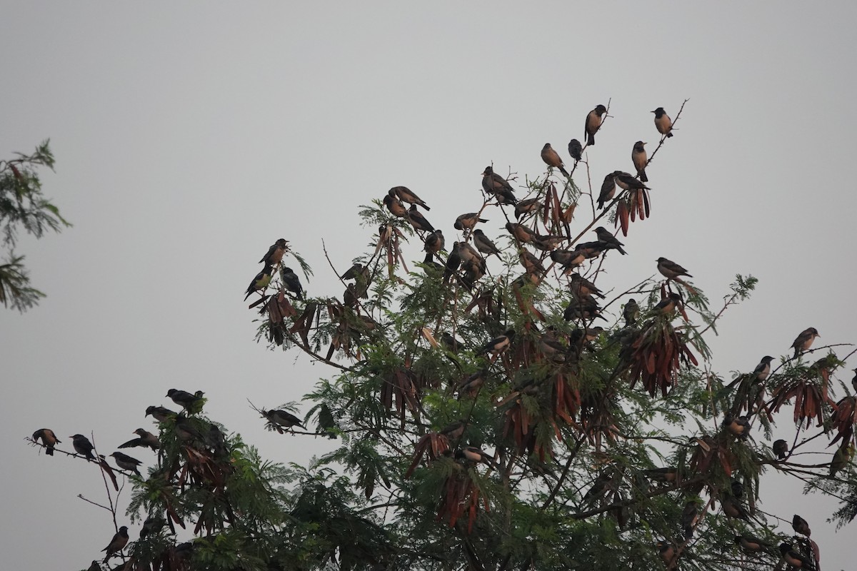 Rosy Starling - ML646681472