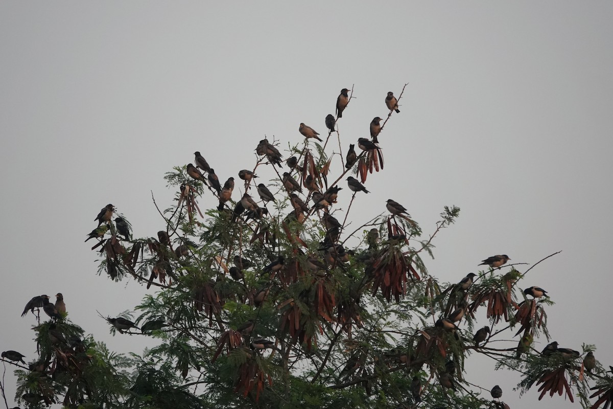 Rosy Starling - ML646681473