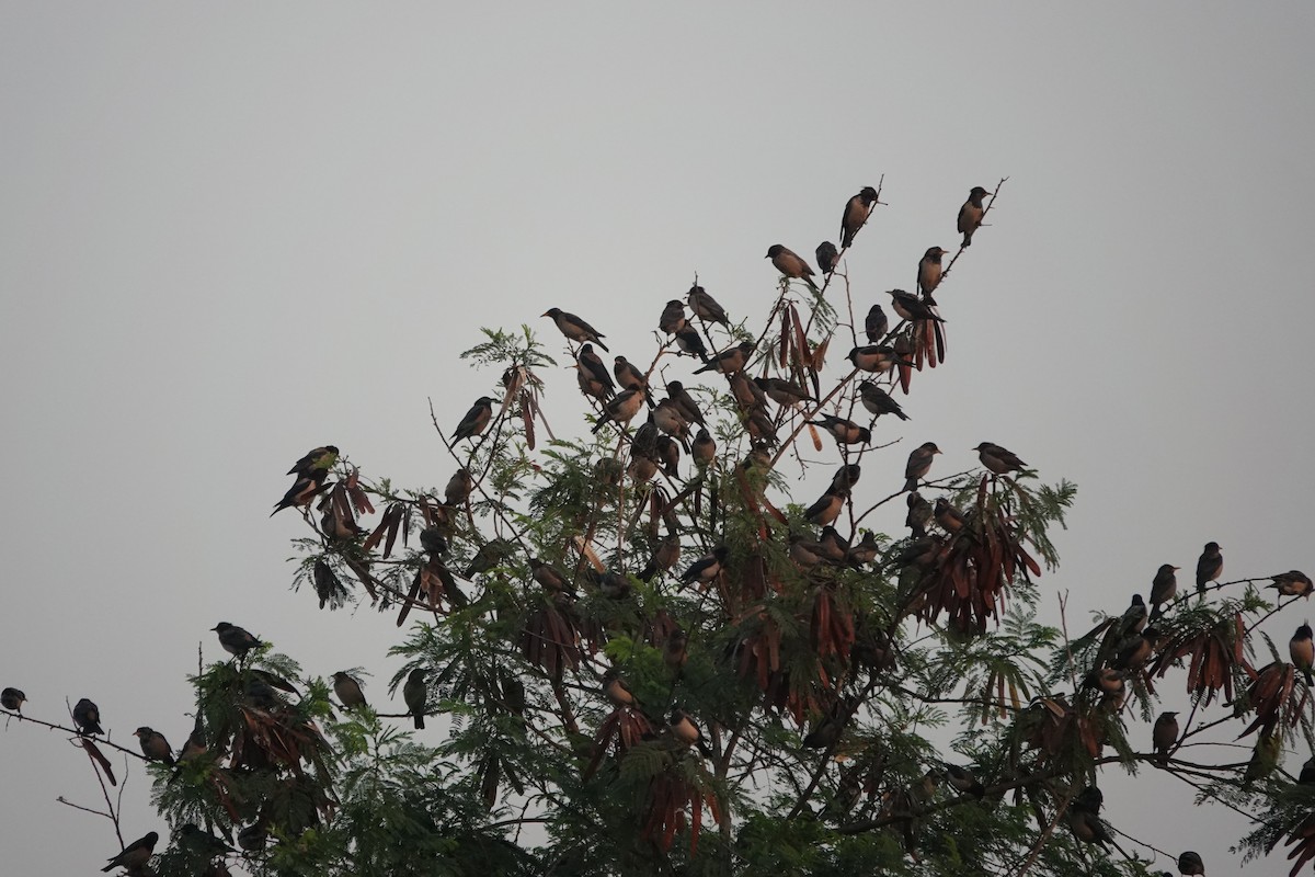 Rosy Starling - ML646681474