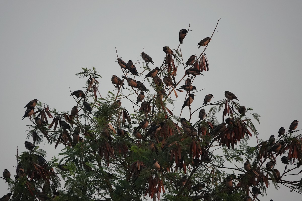 Rosy Starling - ML646681475