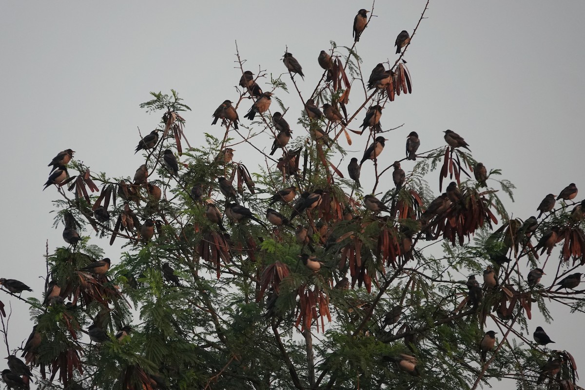 Rosy Starling - ML646681476