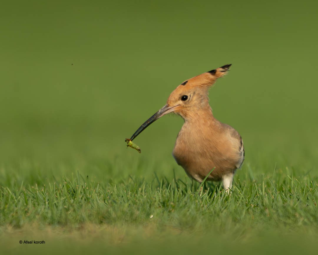 戴勝 - ML646681478