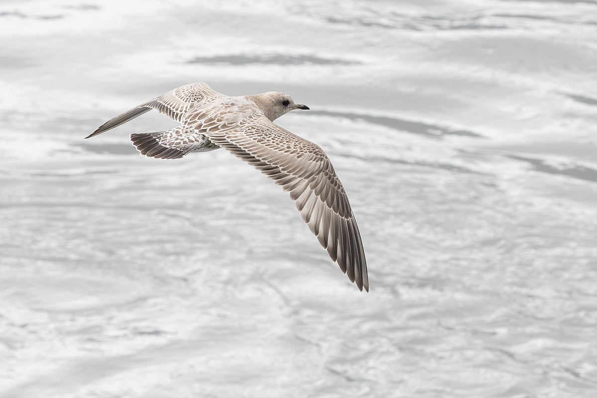 Goéland à bec court - ML646681481