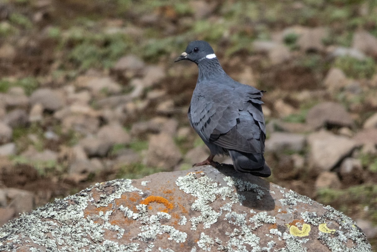 White-collared Pigeon - ML646681482