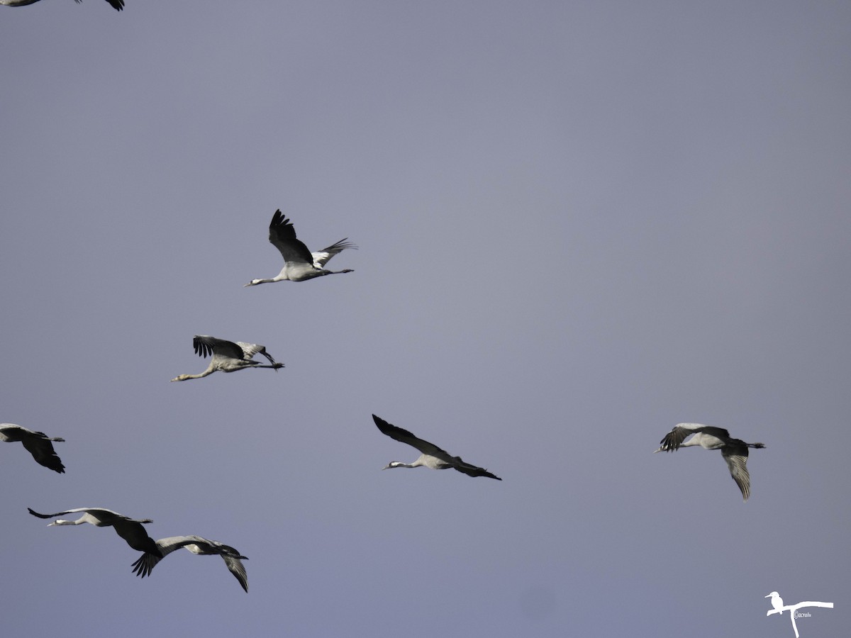 Common Crane - ML646681485