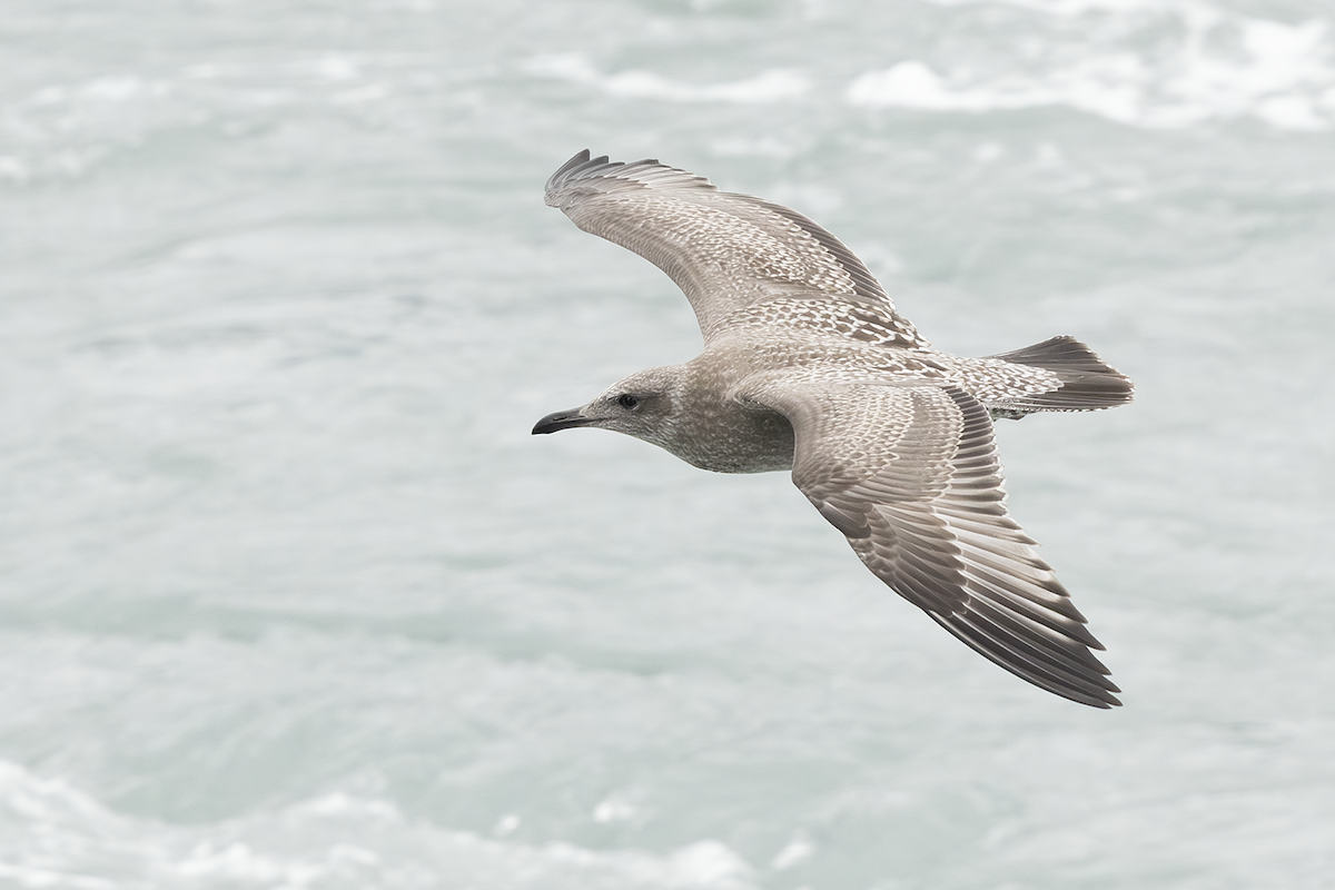 Goéland hudsonien - ML646681486