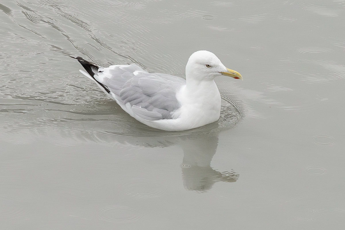 Goéland hudsonien - ML646681487