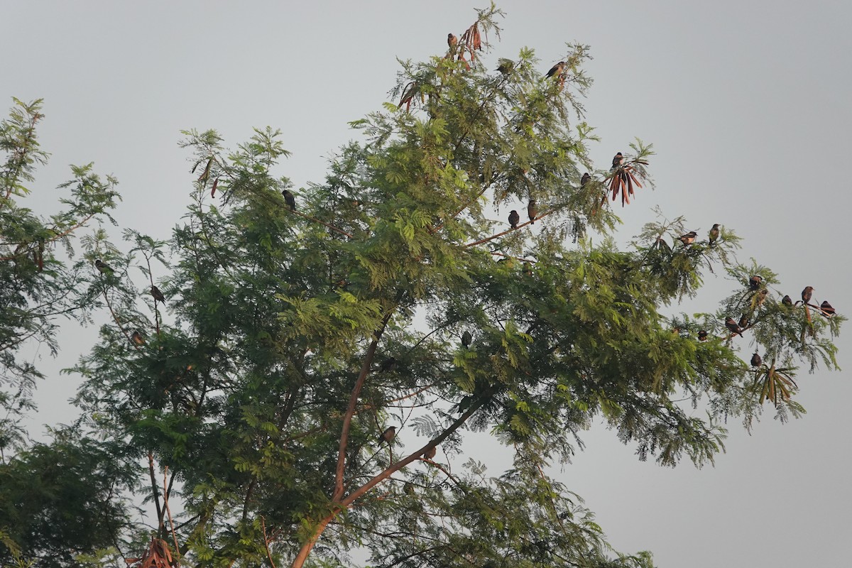 Rosy Starling - ML646681488