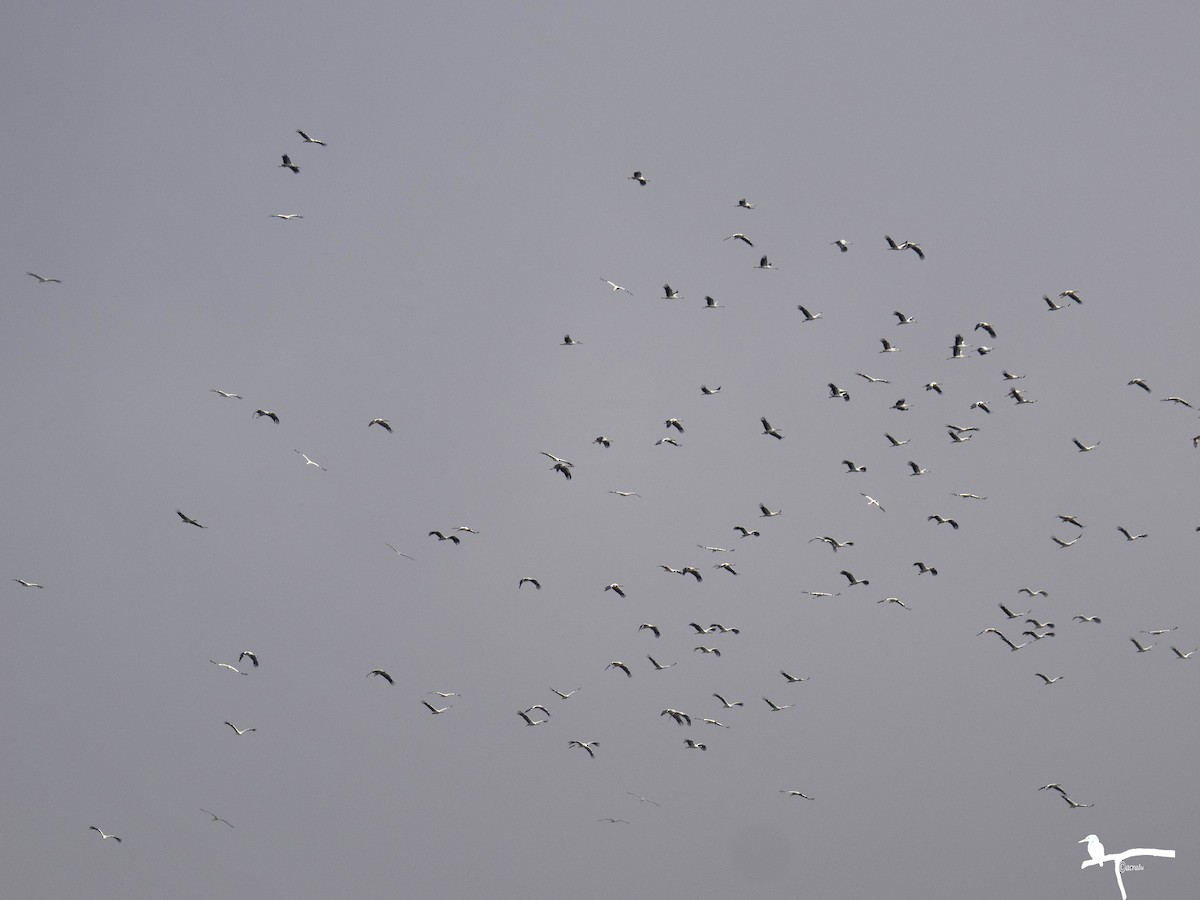 White Stork - ML646681489