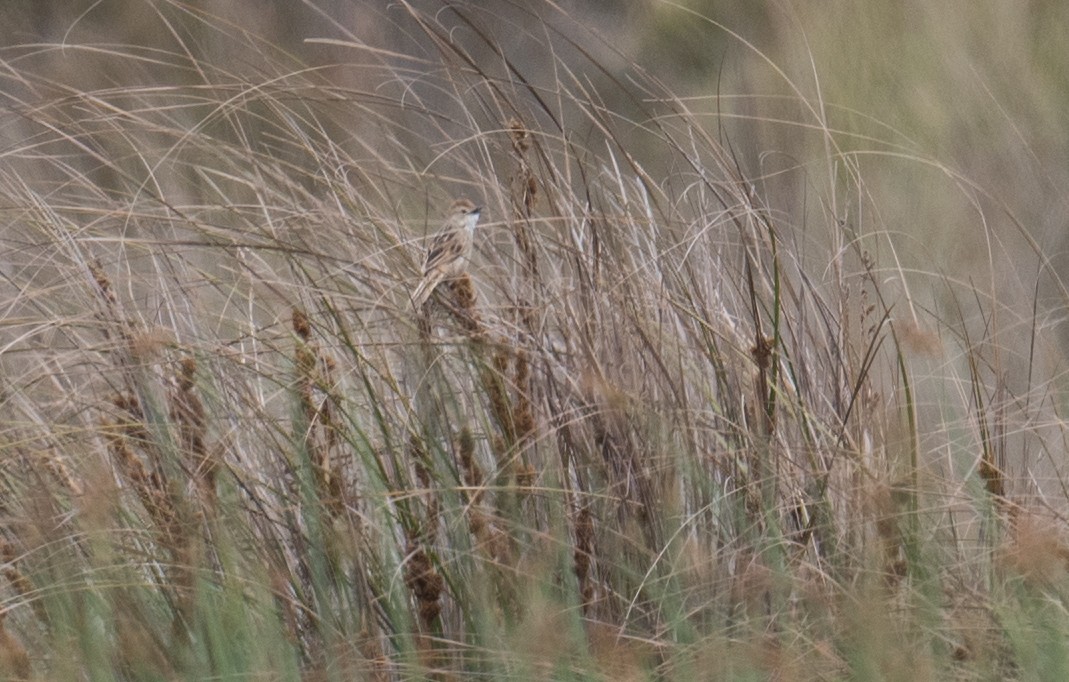 nymfesanger - ML646681490