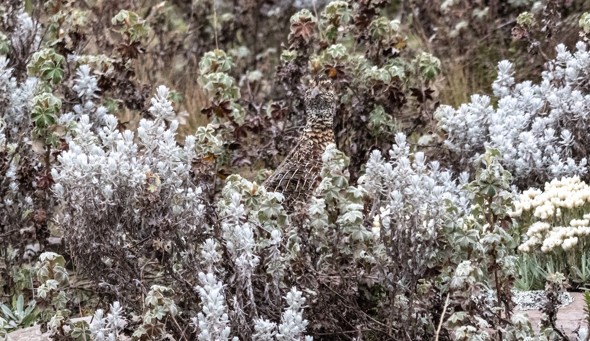 Moorland Francolin - ML646681492