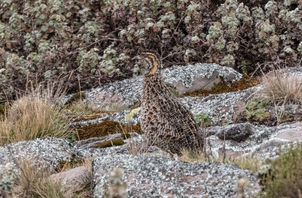 Moorland Francolin - ML646681493