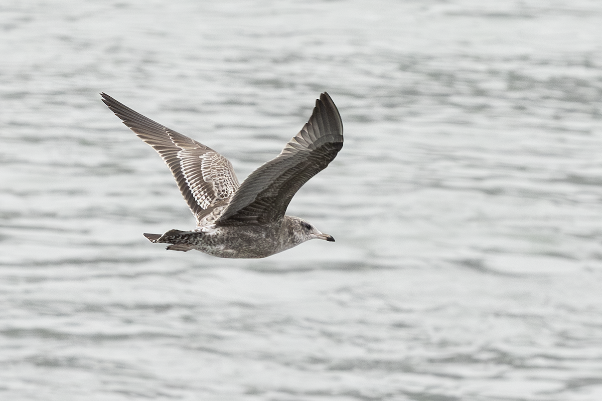 Goéland de Californie - ML646681494