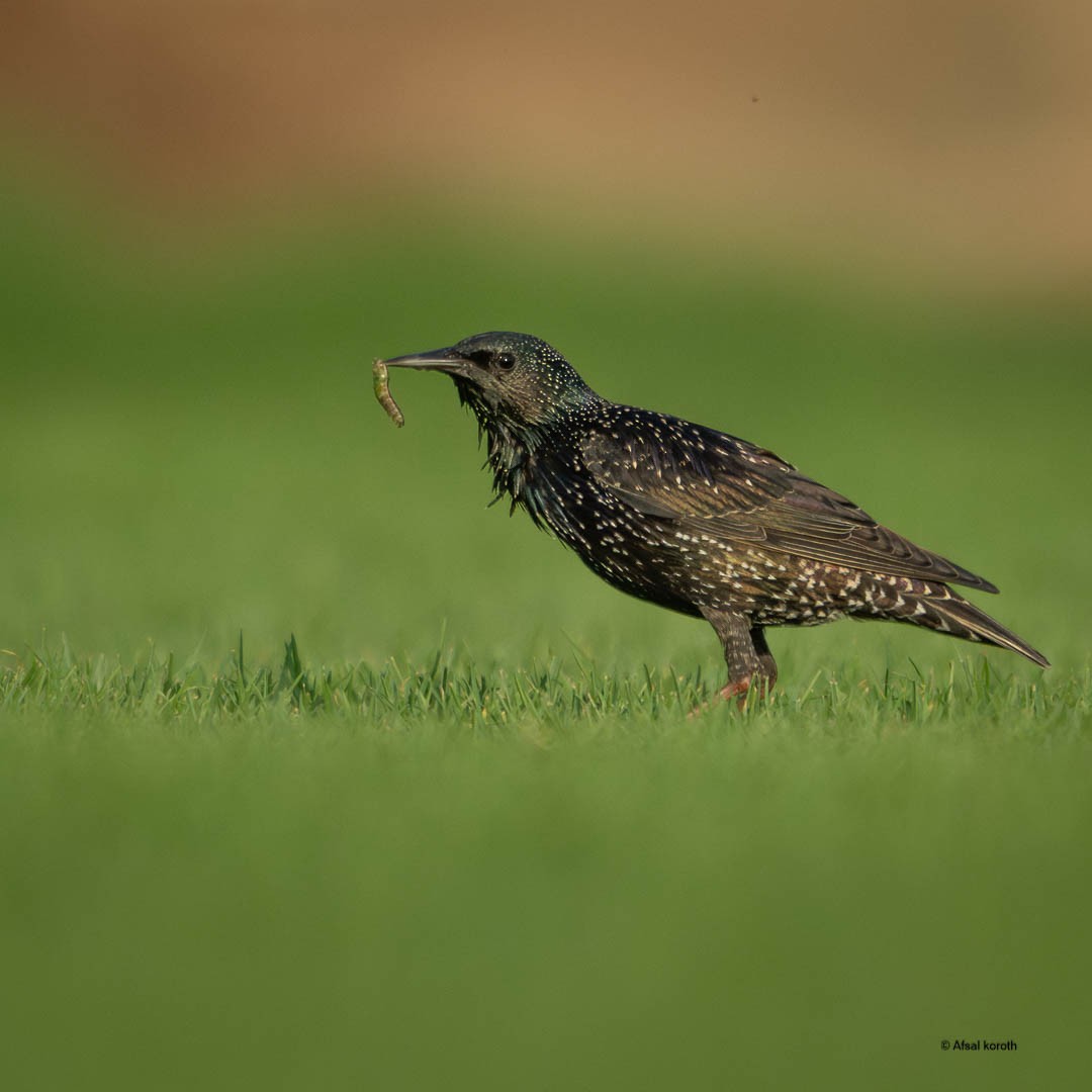 歐洲椋鳥 - ML646681497