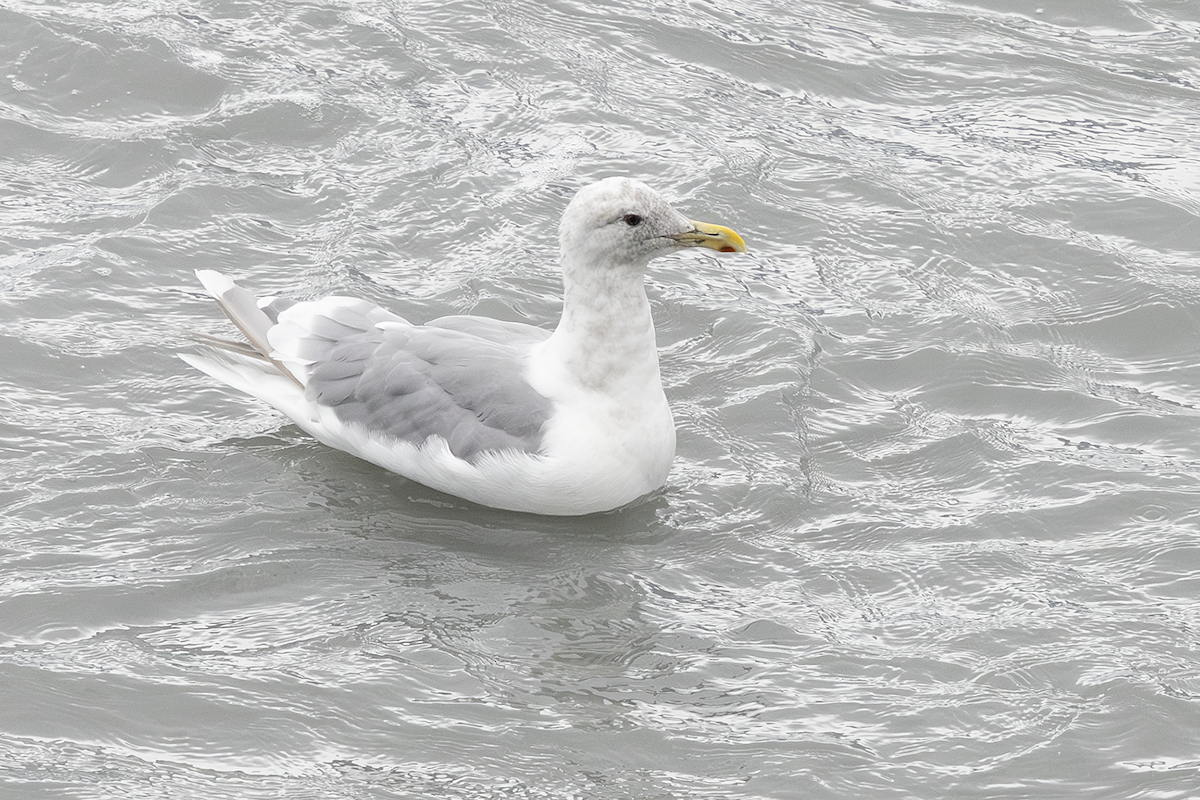Goéland à ailes grises - ML646681498