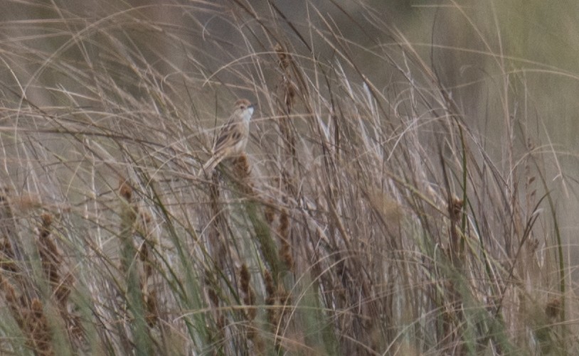 nymfesanger - ML646681499