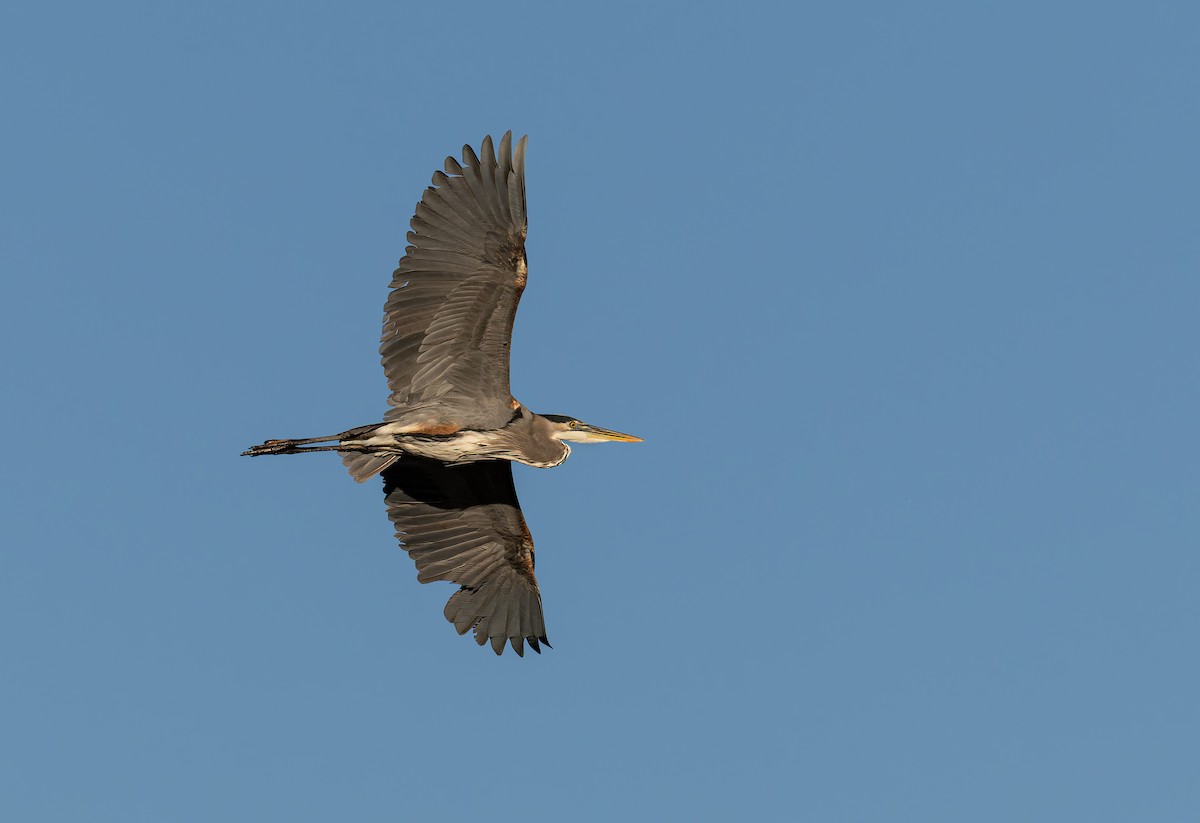 Great Blue Heron (Great Blue) - ML646681508