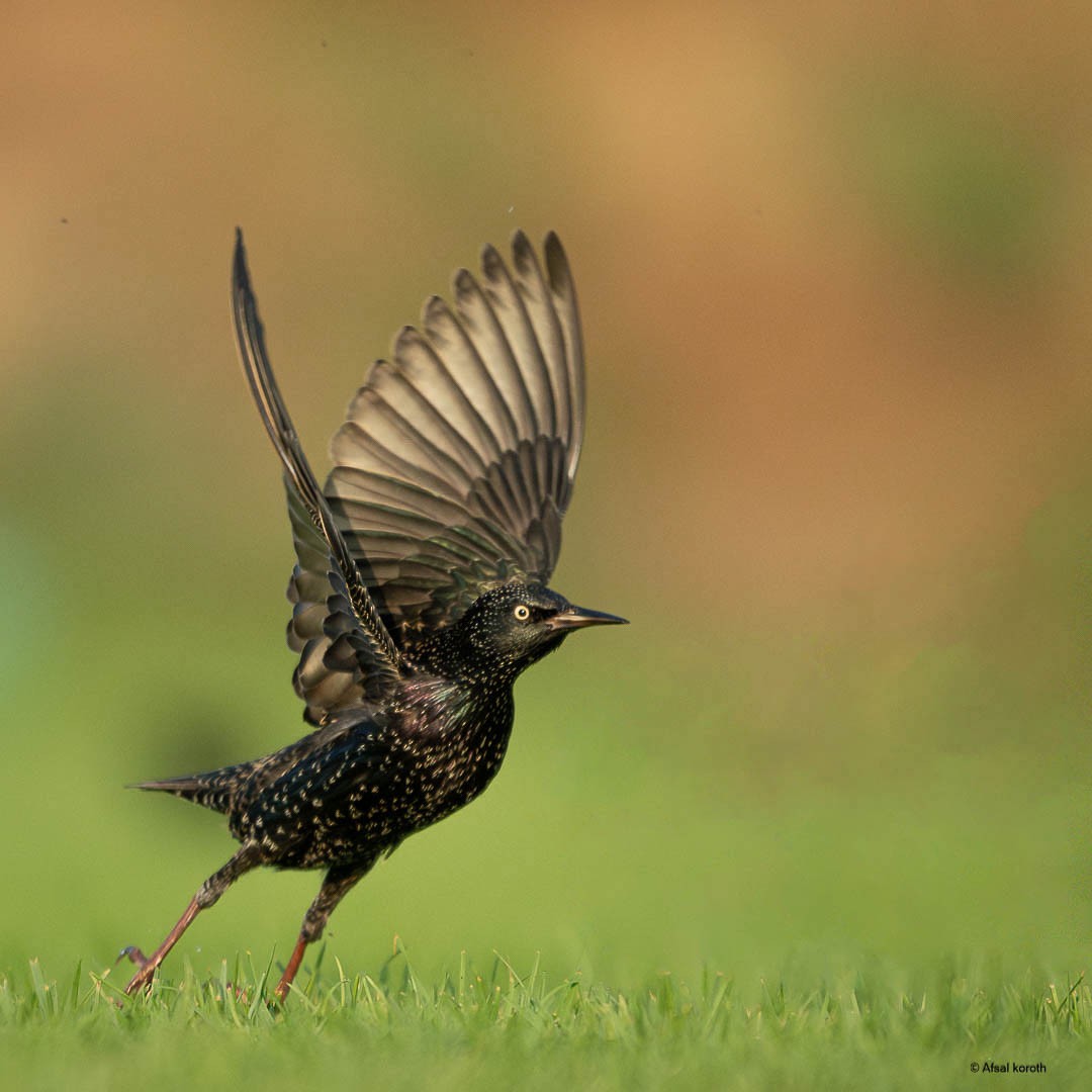 歐洲椋鳥 - ML646681510