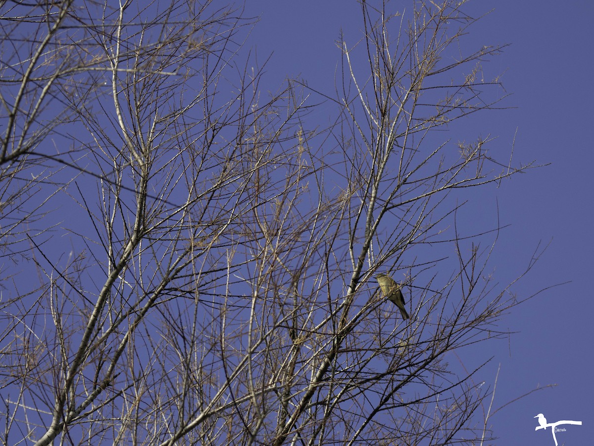 Common Chiffchaff - ML646681511