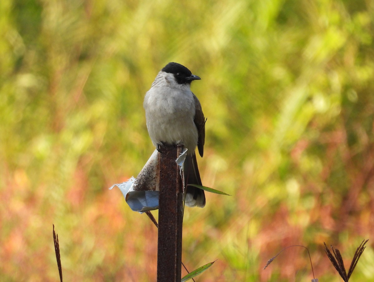 Бюльбюль індокитайський - ML646681512