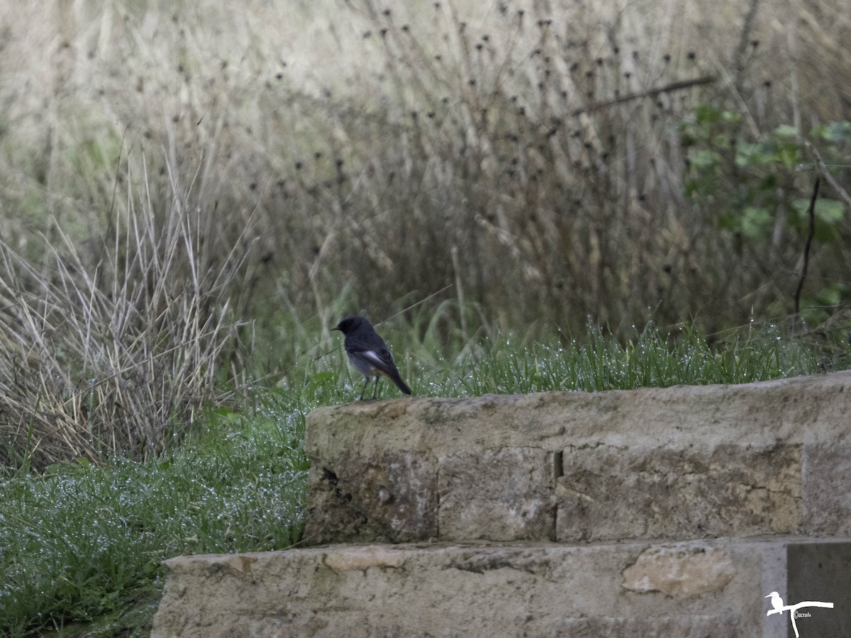 Black Redstart - ML646681513