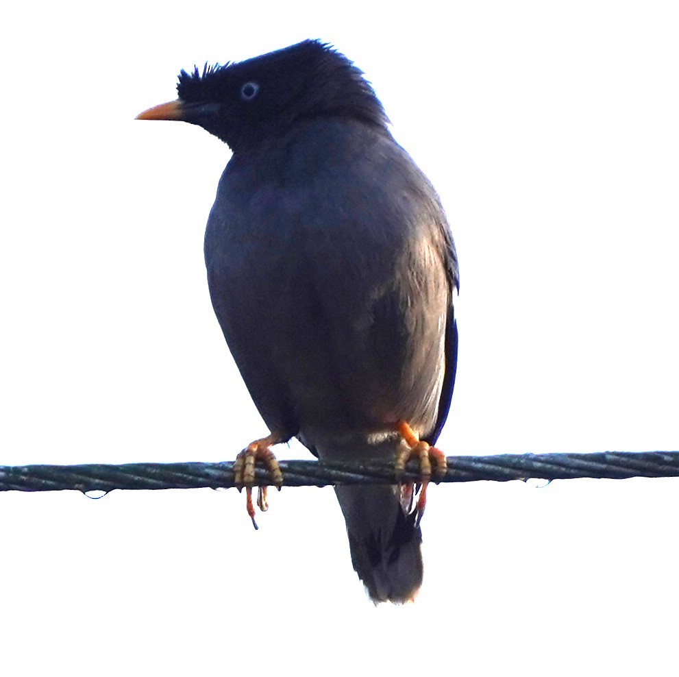 Dschungelmaina - ML646681514