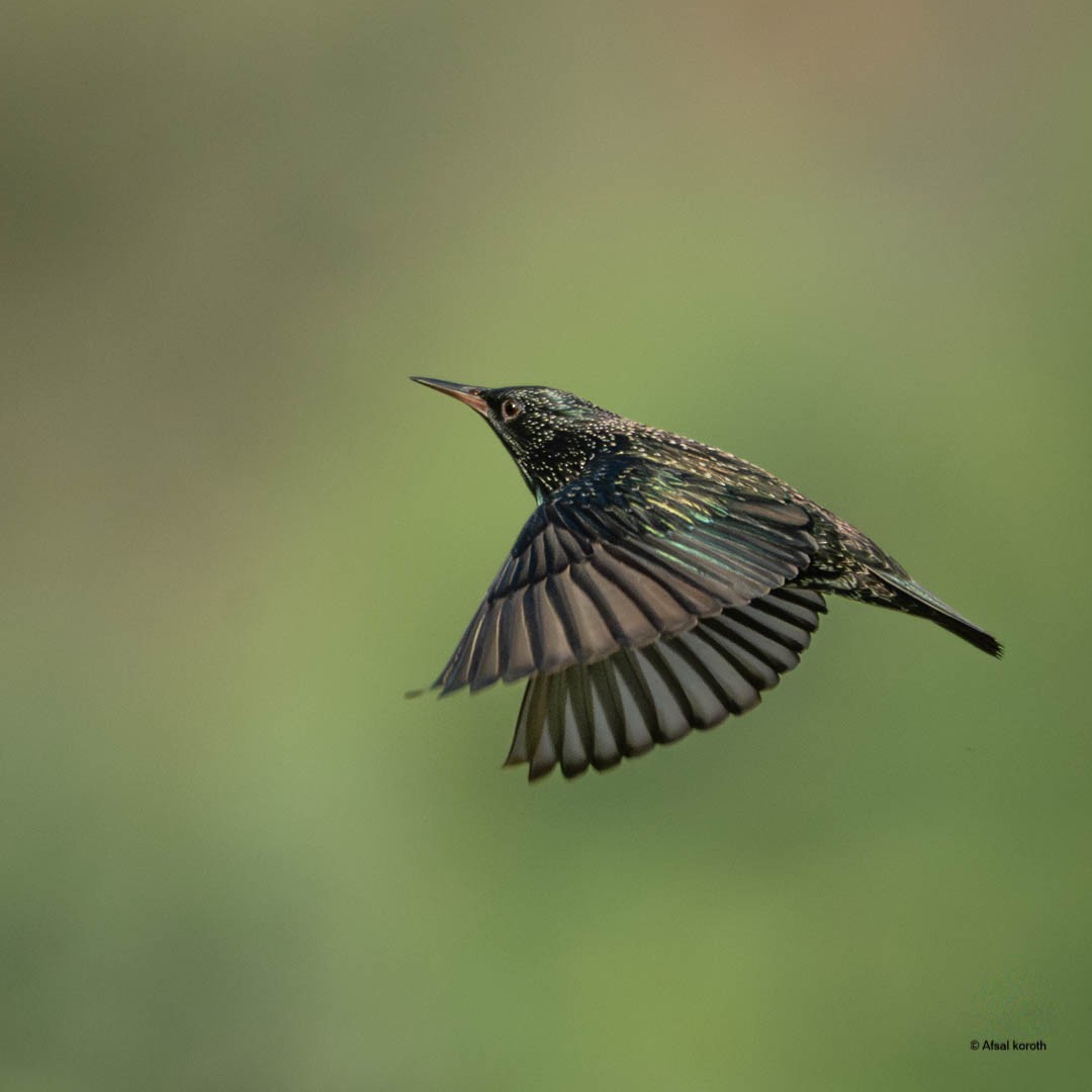 歐洲椋鳥 - ML646681515