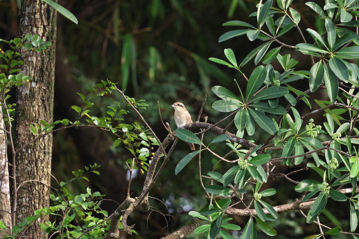 Сибирский жулан - ML646681517