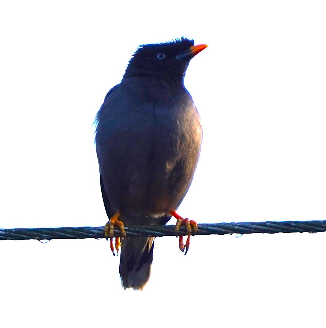 Dschungelmaina - ML646681519