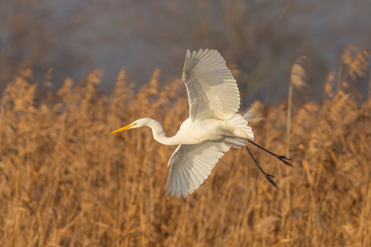 Большая белая цапля - ML646681520